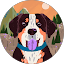 Joe Denney Avatar