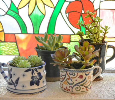 another plant image
